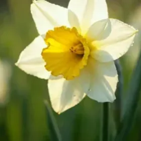 ЛУКОВИЦЫ НАРЦИССОВ