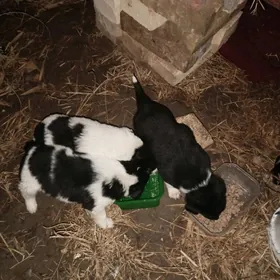 щенки в добрые руки.