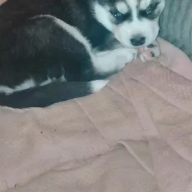 хаски щенки