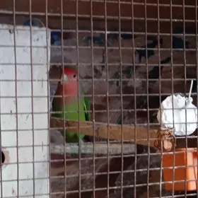 Нерозлучник