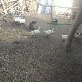 GAK GAK ÖRDEK JÜJE