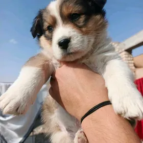 мальчик звоночек