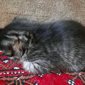 Отдам котят