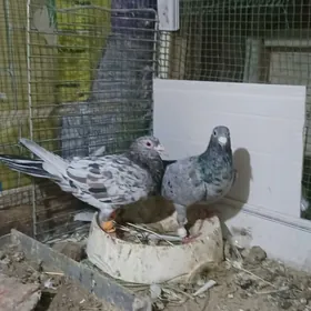 Kepderi голуби Кепдери