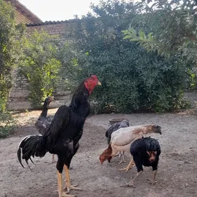 Arginal baýtsy towuklar