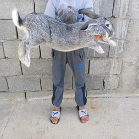 Welikan,towşan cagasy