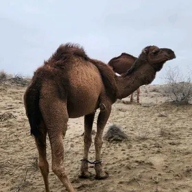 ботломолы  дуйе  бир