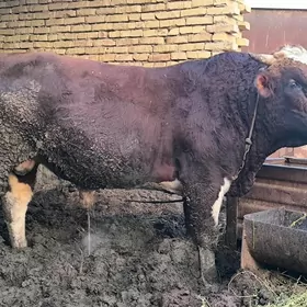 Semiz öküzler ,Семиз окузлер.