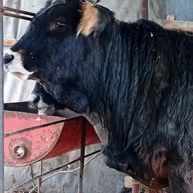 Гибрит окуз