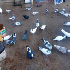 erlesyan yeri gami gowy kepde