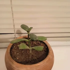 Денежное дерево