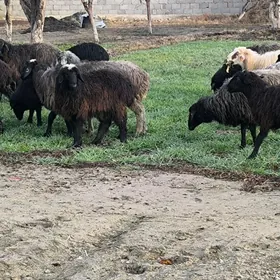 KÜRTÜ GOYUN İSSEK