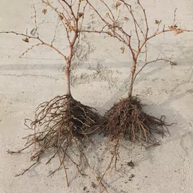 ÜZÜM TAYPY NAHAL ŞITIL