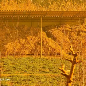 yorunja arassa uwelmedik