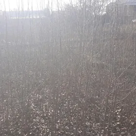 dürli görnüşli nahallar