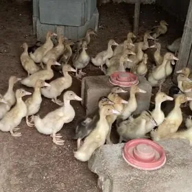 Ördek jüje gak gak