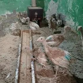 İnduk jüjeler owgan