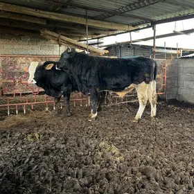 2 sany  bakylan okuzler