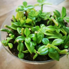 Цветы домашние