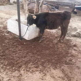 Tüwe ýerli tohum mal