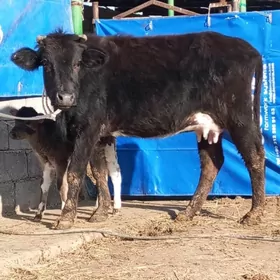 GİBRİT GÖLELİ SYGYR