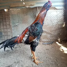 бабай-барабан