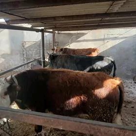 гачарлар окузлер