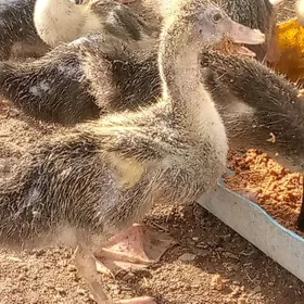 ördek ýaşylbaş jüýje