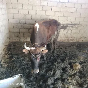 Bakylan goleli sygyr