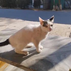 домашние животные