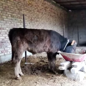 Öküz Arassa Şiwet