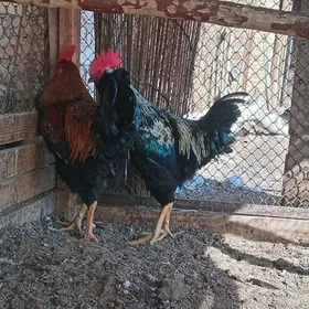 гигант хораз