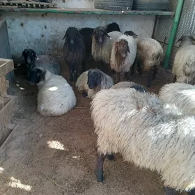 гоюнлар ягдайы сагдынжа