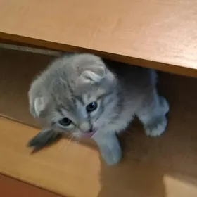 шотландские котята pisijekler