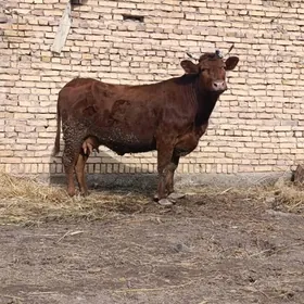 arginal krasnyy stipnoy yetik