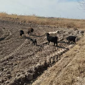 гос ве гечи