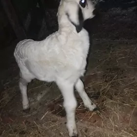 ak gissar guzy goyun