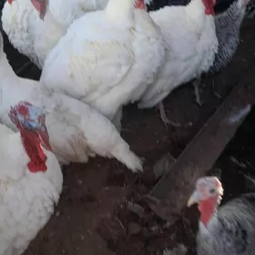 Semiz ýyl aşan indýuklar