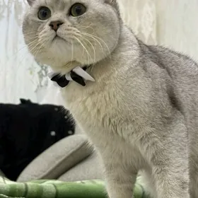 Шиншилла 1.5 год мальчик