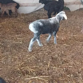 guzuly gisar goyunlar