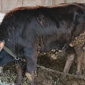 göle öküz öküzçe