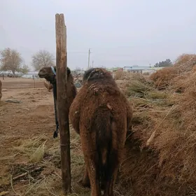 inen owsuk bakyda duran