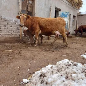 15.16.LIT SÜÝDLI GÖLELI SYGYR