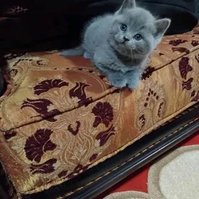 Шотландская порода