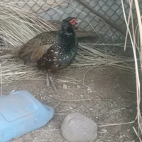 sulgun fazan yawany dal