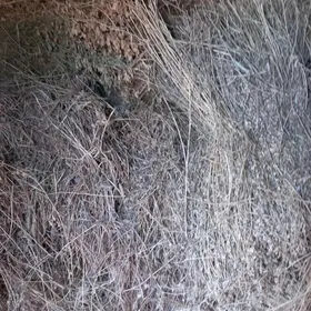 ерунжа( клевер)