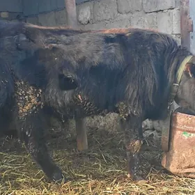 göle öküzçe öküz