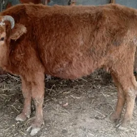 иначе кысыр