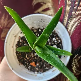 ,aloe dekorativnoe