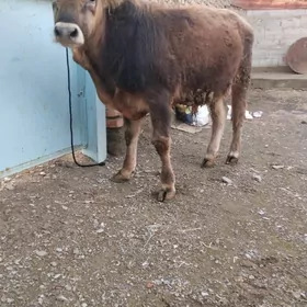 arginal siwes öküz